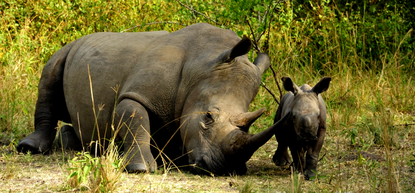 3 Days Murchison Falls safari with Rhino and chimpanzee tracking