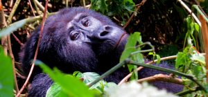 4 Days gorilla tracking bwindi forest safari