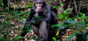6 Days Uganda safari with gorilla and chimpanzee tracking