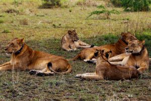 4-days-uganda-safari-lion-tracking-experience