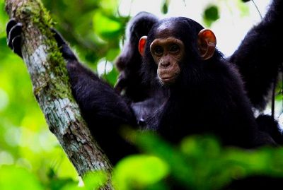6-days-uganda-safari-with-gorilla-and-chimpanzee-tracking