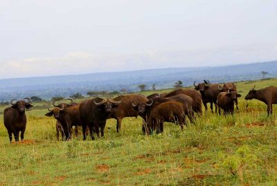 kidepo-valley-national-park